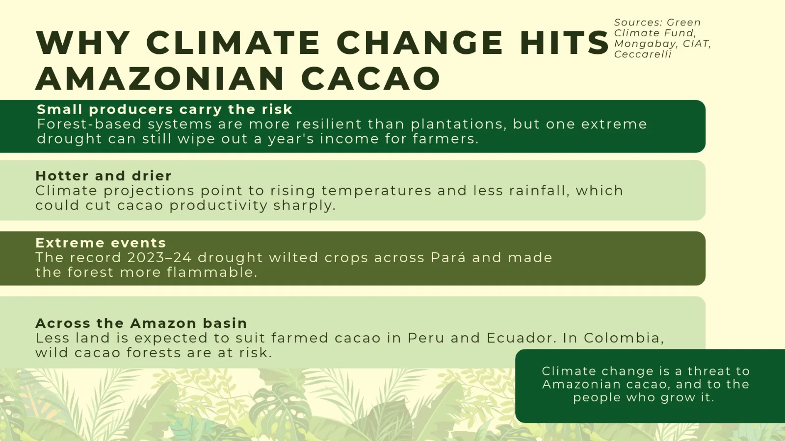 Infografik „Why climate change hits Amazonian cacao“: kleine Produzentinnen und Produzenten tragen das Risiko, es wird heißer und trockener, Extremereignisse wie die Dürre 2023–24, Lage im gesamten Amazonasbecken