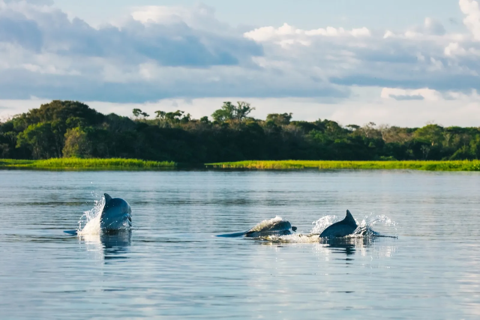 Drei Amazonasdelfine tauchen vor grünem Ufer aus dem ruhigen Fluss auf